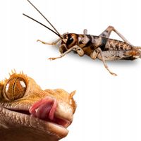 Świerszcze bananowe żywe Świerszcz średni - 75szt