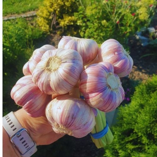 Czosnek Harnaś Polski 10 szt. Pęczek Mega duże główki 6cm na Arena.pl