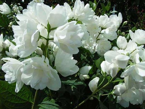 Jaśminowiec Bouquet Blanc C2 na Arena.pl