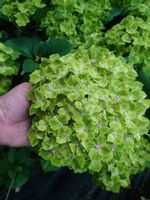 Hortensja ogrodowa Magical Rhapsody mocno zielona