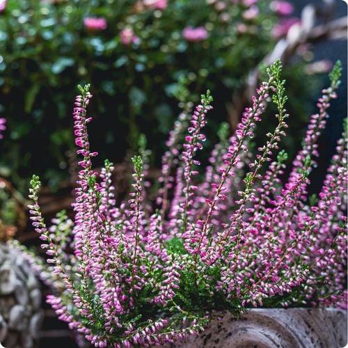 SIARCZAN AMONU 5kg NAWÓZ JESIENNY DO IGLAKÓW TUI WRZOSÓW WRZOŚCÓW na Arena.pl