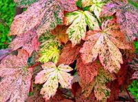 KLON kulisty ESK SUNSET szczepiony na pniu - sadzonki 100 / 120 cm