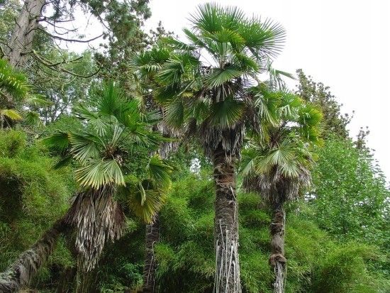 Palma mrozoodporna Trachycarpus Fortunei P13 na Arena.pl