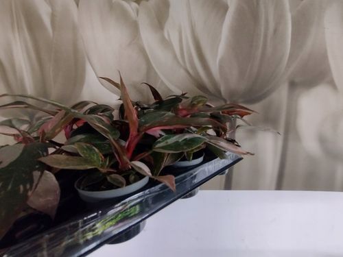 PHILODENDRON 'Pink Princess Marble' Filodendron różowy na Arena.pl