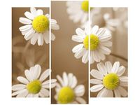 90 80CM OBRAZ T3 ELEM RUMIANEK POSPOLITY DRUK ŚCIENNY