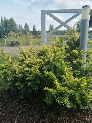 Cis pospolity 'Elegantissima' (Taxus baccata) Doniczka 2.5L na Arena.pl