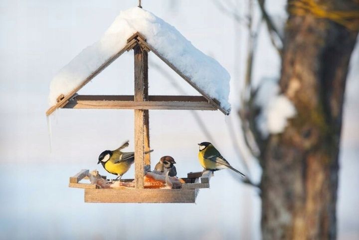 Karma dla dzikich ptaków zimujących 10kg zdjęcie 2