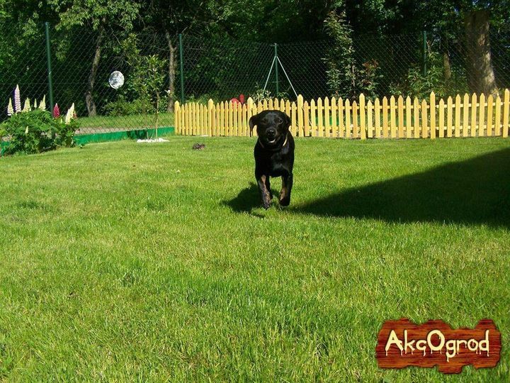 Płotek ogrodowy STONOGA płot drewniany impregnowany zdjęcie 1
