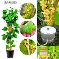 Żółta Porzeczka deserowa odmiana KRZEW 40-60 cm