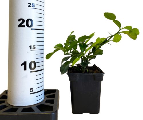 LIMONKA KAFFIR 20 cm na Arena.pl