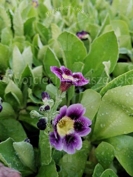 Pierwiosnek omszony wiosenna bylina zdjęcie 4