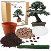 ZESTAW DO UPRAWY BONSAI ŚWIERK SREBRNY DRZEWKO DO SADZENIA NASIONA 4 SZT