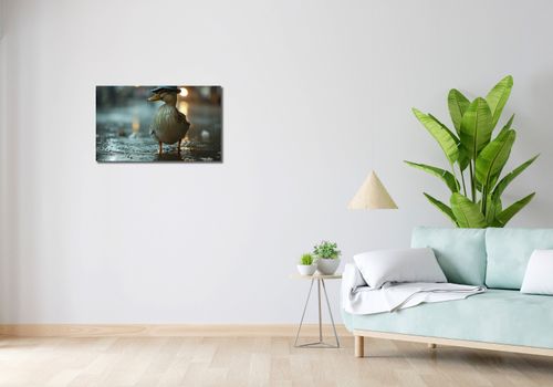 Obraz 70x40cm Kaczka w Kapeluszu na Arena.pl