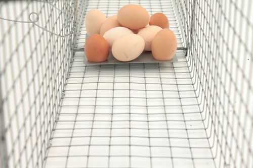 żywołapka pułapka lisy kuny wydry bobry koty skuteczna na Arena.pl