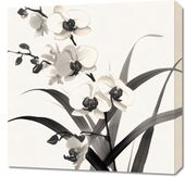 Obraz 60x60cm Orchidea