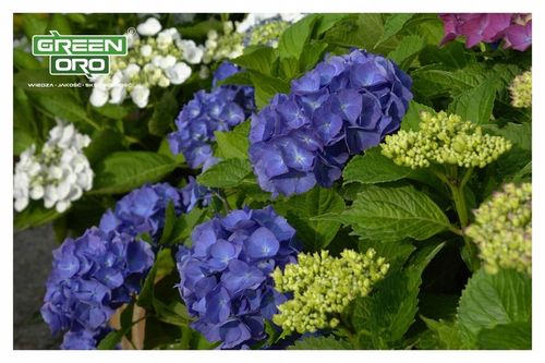 Nawóz do Hortensji Rododendronów Borówki Azalii Magnolii 5kg 100 dni na Arena.pl