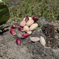 PISTACJE łuskane niesolone ORYGINALNE BRONTE -CAMUTO Rolnik z Etny - 100g