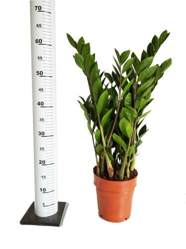ZAMIOKULKAS (ZAMIOCULCAS) 60cm na Arena.pl
