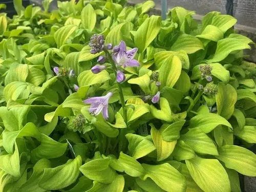 Funkia Hosta SUN MOUSE Zółta Miniaturowa Do cienia na Arena.pl