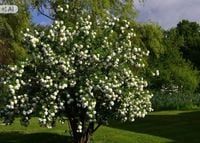 Kalina Koralowa 20-40 cm Szkółkowana Kwitnąca Na Żywopłot