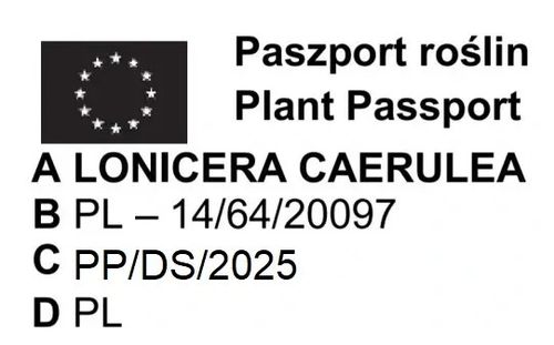 JAGODA KAMCZACKA WOJTEK wielkoowocowe - sadzonki 30 / 50 cm na Arena.pl