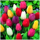 TULIPAN cebulki MIX MIESZANKA KOLORÓW 50 szt. + GRATIS