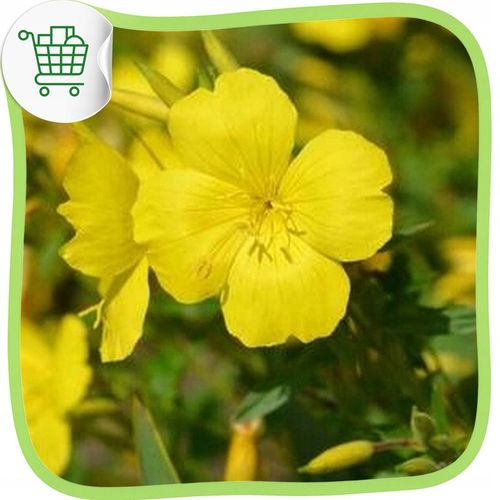 OLEJ Z WIESIOŁKA DWULETNIEGO TłoczonyNaZimno 500ml na Arena.pl