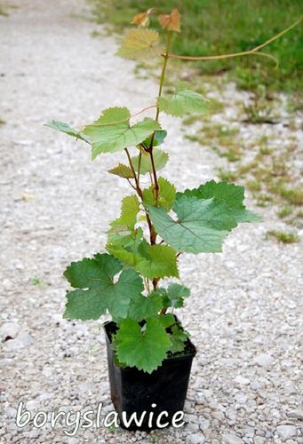 Winorośl 'Marechal Foch' (Vitis) w doniczkach P11, wysokość 50-70 cm na Arena.pl