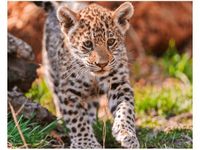 40X50CM MAYRA TAMBAKO THE JAGUAR OBRAZ