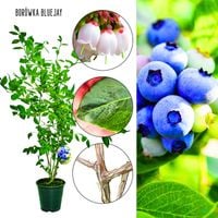 Borówka Bluejay mrozoodporna silnie rosnący KRZEW 60-90 cm