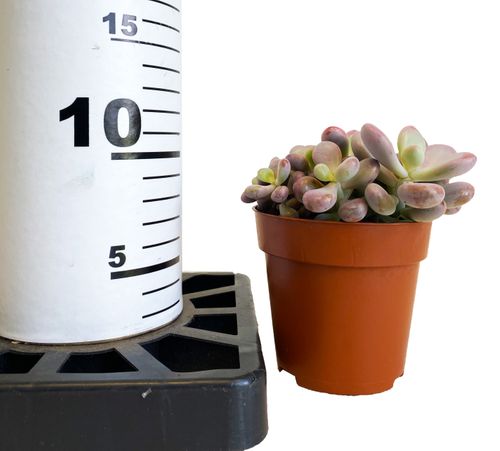 Pachyphytum Oviferum Rubra 10cm na Arena.pl