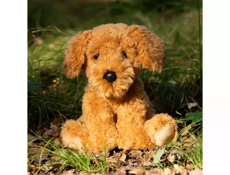 Pies Cockapoo zdjęcie 1