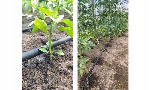 LINIA KROPLUJĄCA NAWODNIENIE KROPELKOWE WĄŻ DO PODLEWANIA ZESTAW 50m+ 56el. na Arena.pl