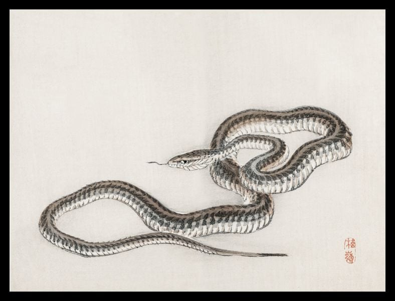Plakat 40x30cm Snake, Kōno Bairei zdjęcie 2