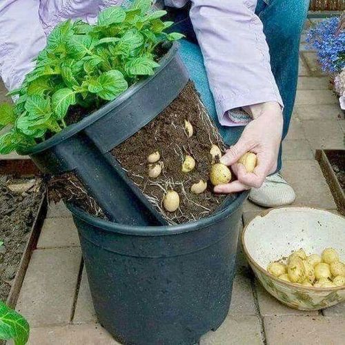 Doniczka okrągła Potato Grower 400 na Arena.pl