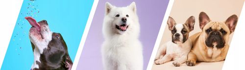 2Dog Cygara JELEŃ 7 szt na Arena.pl