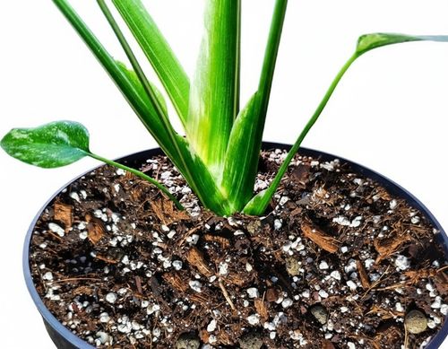 15L Lekkie podłoże PREMIUM ziemia do roślin doniczkowych monster BIGOS na Arena.pl