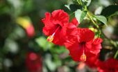 Hibiskus CZERWONY 70-100CM