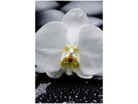 40X60CM BIAŁY STORCZYK OBRAZ