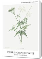 Obraz 40x60cm Design Rotted Chervil, Redoute Vintage do Salonu