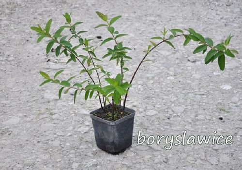 Dziurawiec ozdobny 'Hidcote' (Hypericum) w doniczkach P9, wysokość 20-30 cm na Arena.pl