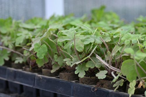 Tiarella Spring Symphony - Tiarella na Arena.pl