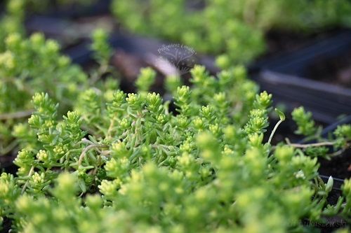 Rozchodnik ostry Yellow Queen - Sedum acre na Arena.pl