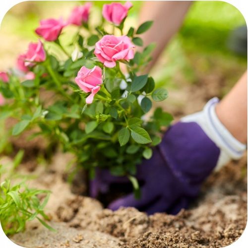 MAGUS 200SC 100ML ŚRODEK NA PRZĘDZIORKI OPRYSK NA PRZĘDZIORKA na Arena.pl