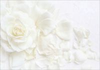 FOTOTAPETA kwiaty liście alabaster peonie 350x245