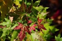 Klon ściętolistny rzadka odmiana ciekawostka