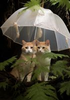 Plakat 70x100cm Podwójna Ochrona