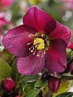 CIEMIERNIK Pretty Ellen Red - sadzonki 10 / 15 cm