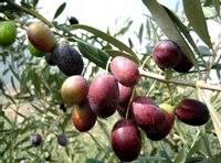 Oliwka Europejska olea europaea krzak