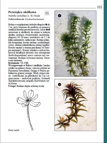 Rośliny wodne i bagienne na Arena.pl